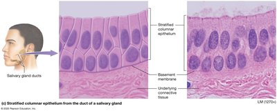 Stratified columnar epithelium