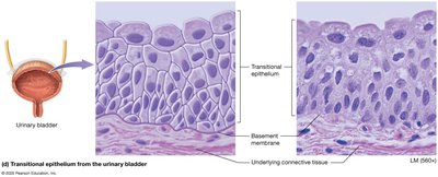 Transitional epithelium
