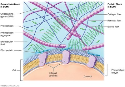 Diagram of extracellular matrix components