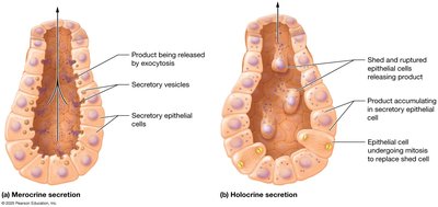 Modes of exocrine secretion: merocrine, holocrine