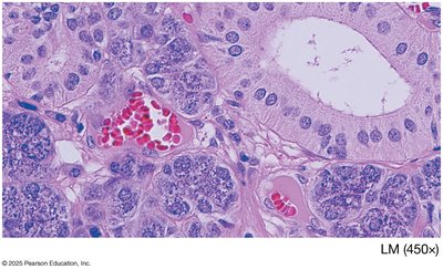 Histological section of sublingual gland with cells, ground substance, and fibers