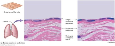 Simple squamous epithelium