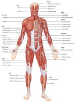 Superficial muscles of the body: Anterior view