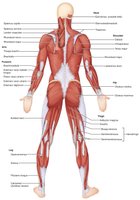 Superficial muscles of the body: Posterior view