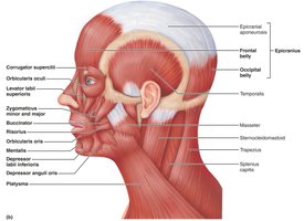 Lateral view of muscles of the scalp, face, and neck