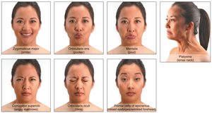 Muscles used in facial expressions