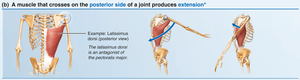Posterior side muscle action: extension