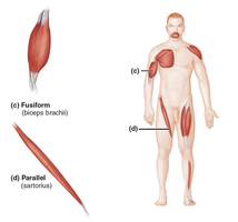 Fusiform and parallel fascicle arrangements