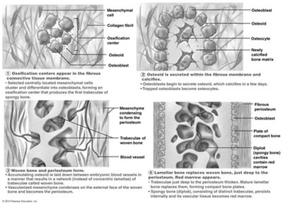 Steps of intramembranous ossification