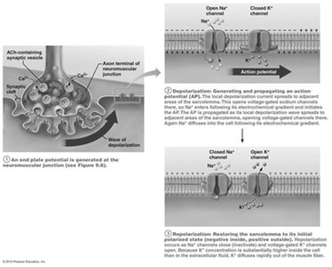 Action potential generation and propagation