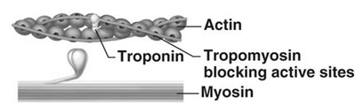 Calcium's role in contraction