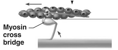 Cross bridge cycle