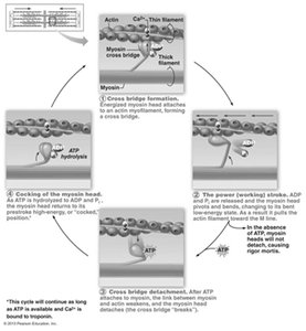 Steps of the cross bridge cycle