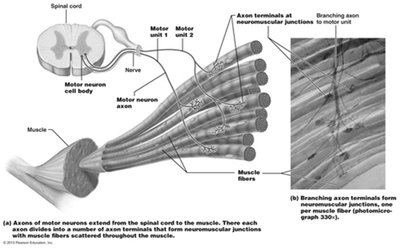 Motor unit structure