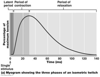 Muscle twitch phases