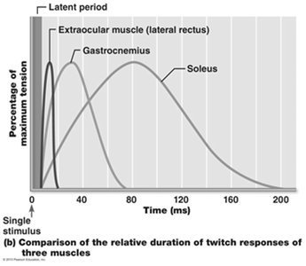 Comparison of muscle twitch responses