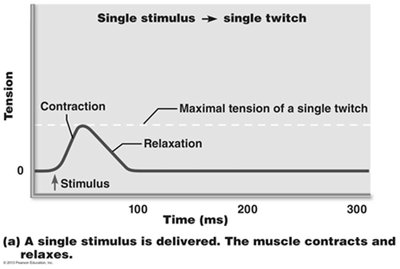 Graded muscle responses