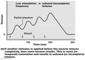 Temporal summation and tetanus