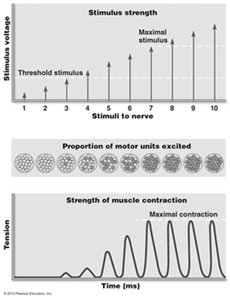 Stimulus strength and recruitment