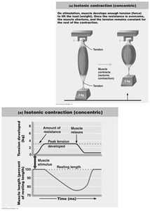 Isotonic contraction