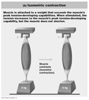 Isometric contraction