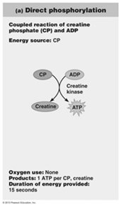 Direct phosphorylation pathway