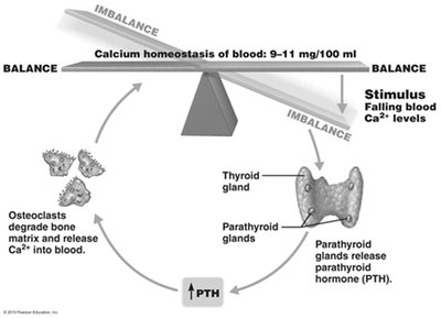 Calcium homeostasis regulation