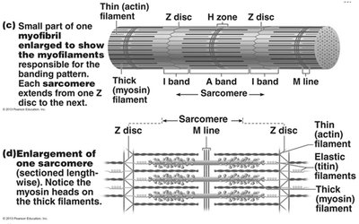 Sarcomere structure