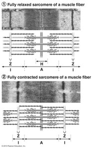 Sliding filament model of contraction