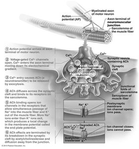 Events at the neuromuscular junction