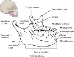 Mandible: right lateral view
