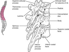 Thoracic vertebrae: structure and features