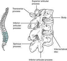 Lumbar vertebrae: structure and features