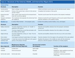 Table of ear structures and functions