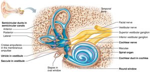 Diagram of the internal ear showing cochlea, vestibule, and semicircular canals