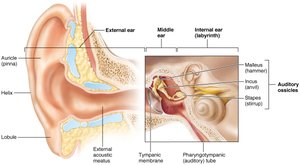 Labeled diagram of the ear showing external, middle, and internal ear