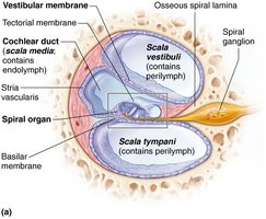 Detailed labeled diagram of the cochlea showing the organ of Corti