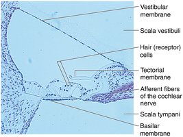 Histological section of the cochlea showing scala vestibuli, scala media, and scala tympani