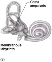 Diagram of semicircular canals and crista ampullaris