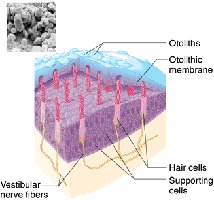 Diagram of macula receptor in the vestibule