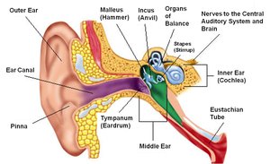 Labeled diagram of the ear showing ossicles, cochlea, and semicircular canals
