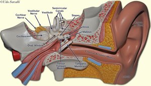 Ear model showing anatomical structures