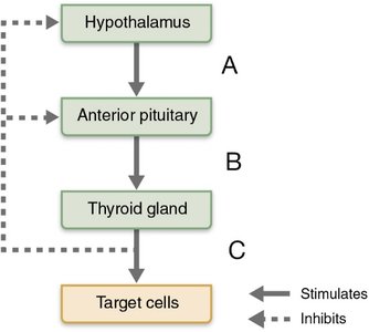 Diagram of hypothalamic-pituitary-thyroid axis