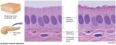 Simple columnar epithelium