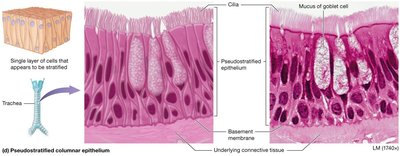 Pseudostratified columnar epithelium