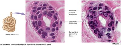 Stratified cuboidal epithelium