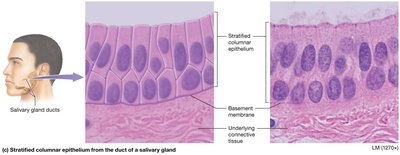 Stratified columnar epithelium
