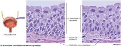 Transitional epithelium