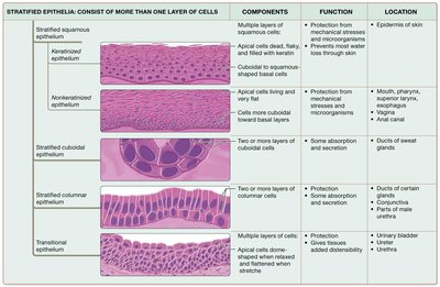 Summary table of stratified epithelia