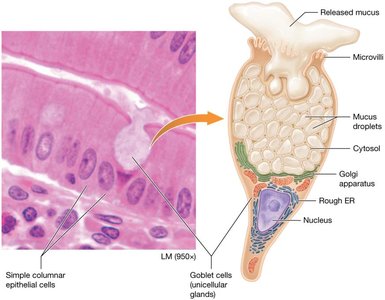 Goblet cell (unicellular exocrine gland)